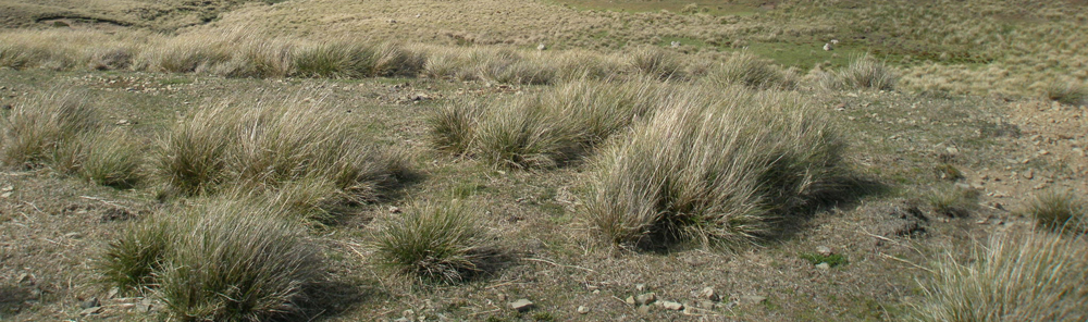 GRASSES RUSHES FERNS, white grass photo